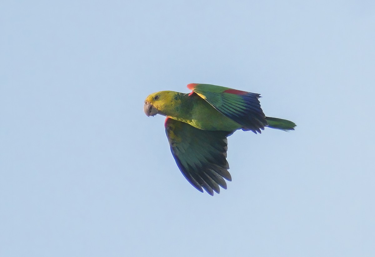 Yellow-headed Parrot - ML318809941