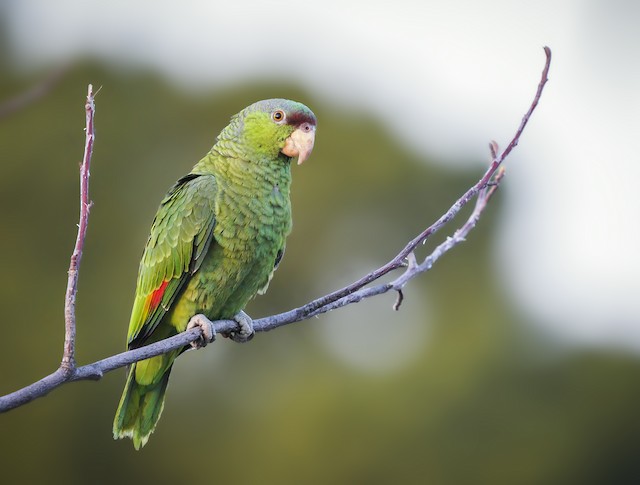 Red-crowned Parrot - eBird