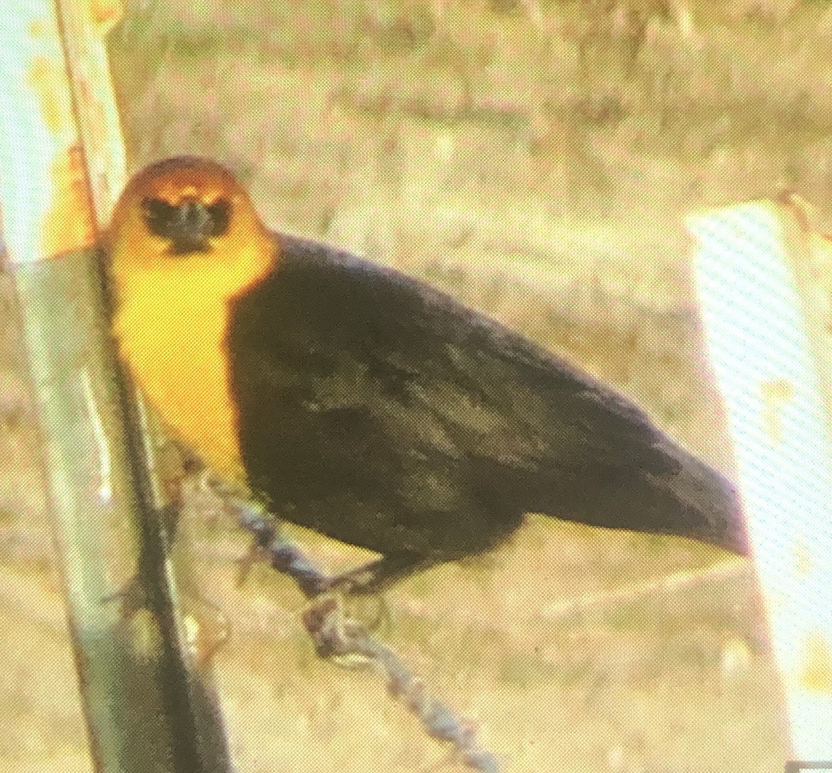 Yellow-headed Blackbird - ML318813591