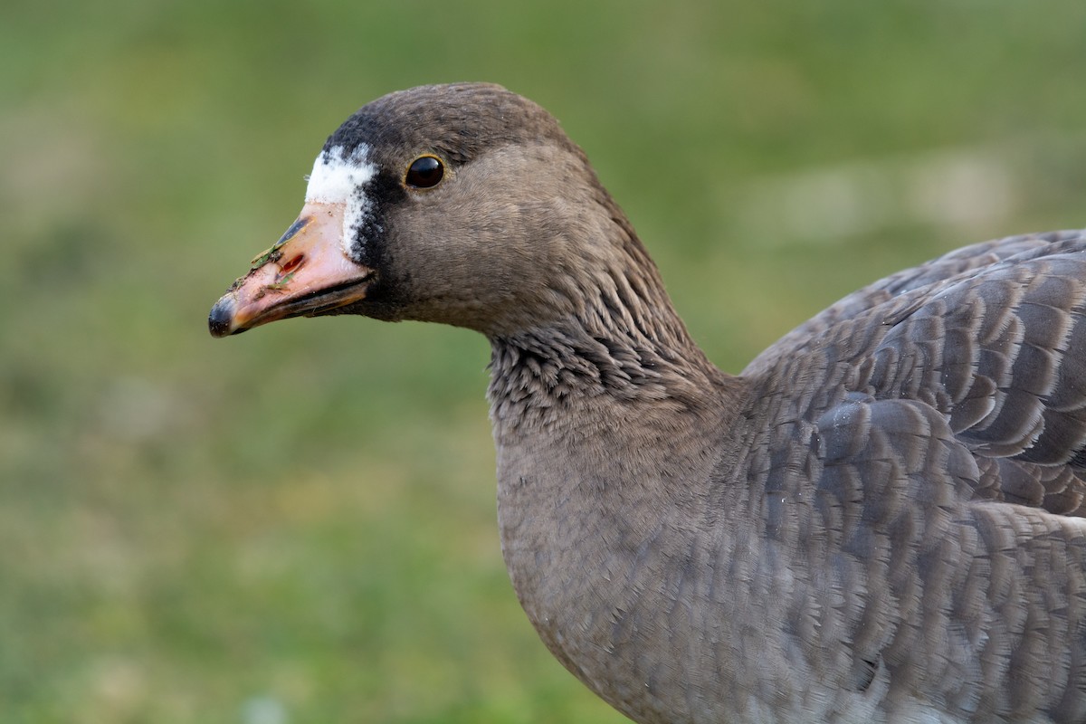 Greater White-fronted Goose - Joshua Brown