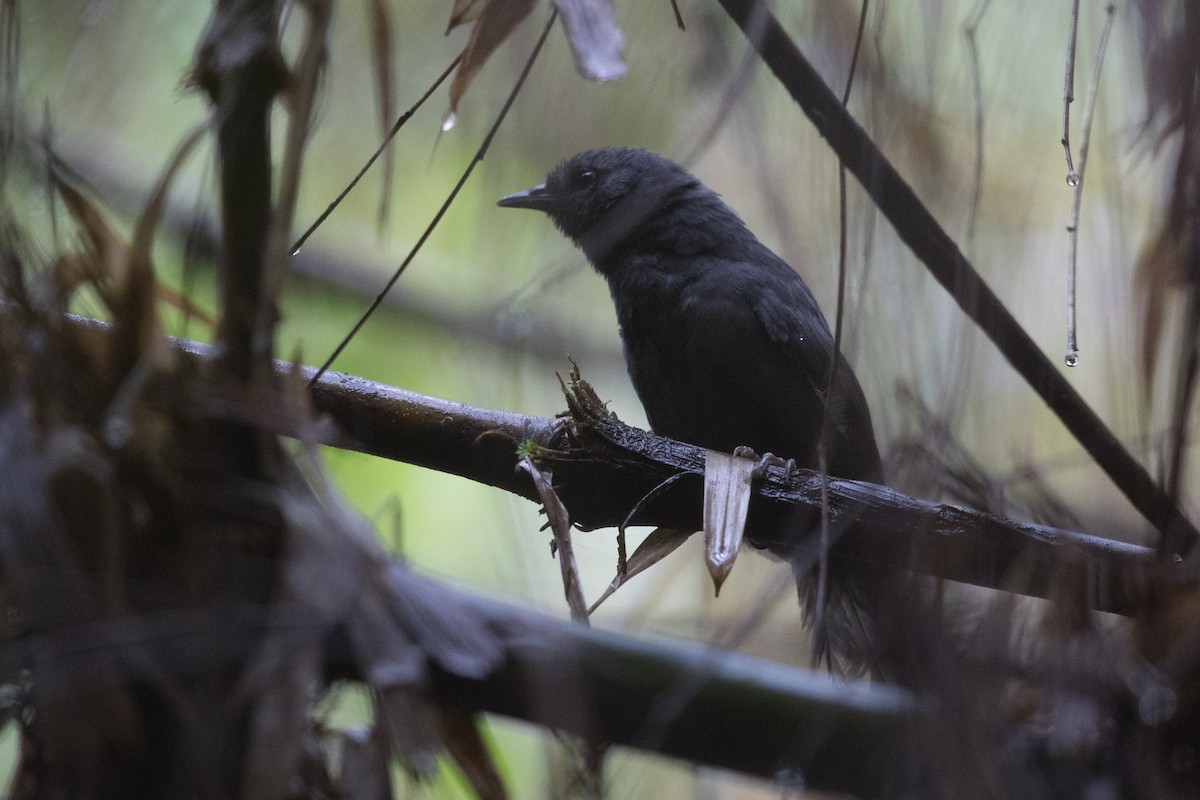 Ash-colored Tapaculo - ML318815201