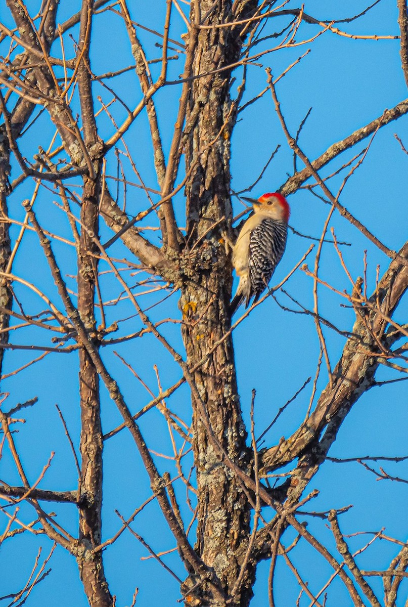 Red-bellied Woodpecker - ML318824821