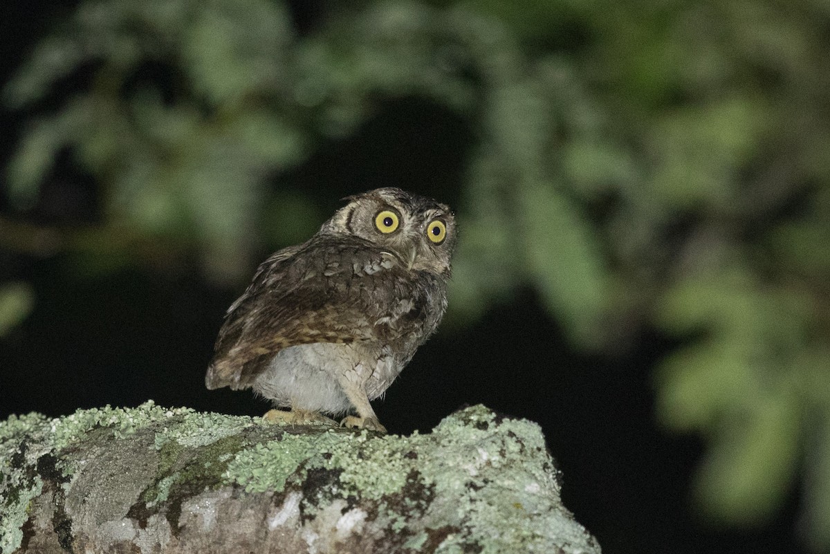 Peruvian Screech-Owl (pacificus) - ML318835601