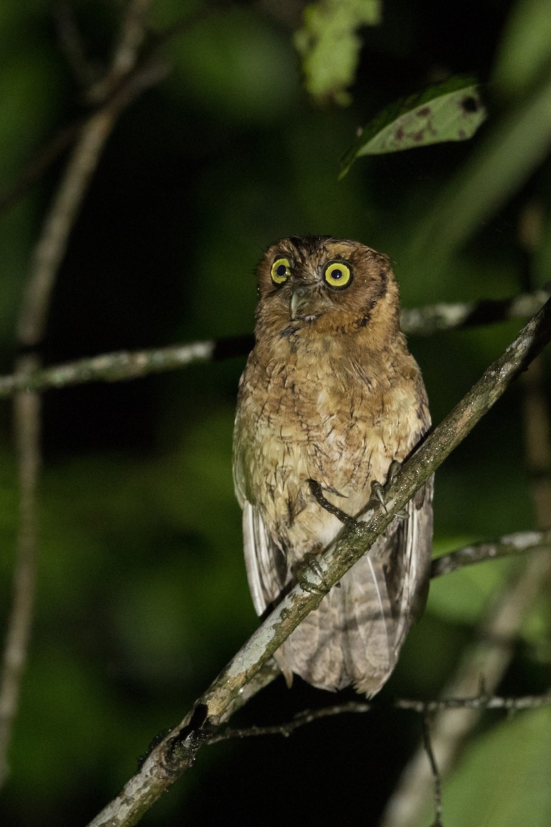 Peruvian Screech-Owl (pacificus) - ML318835611
