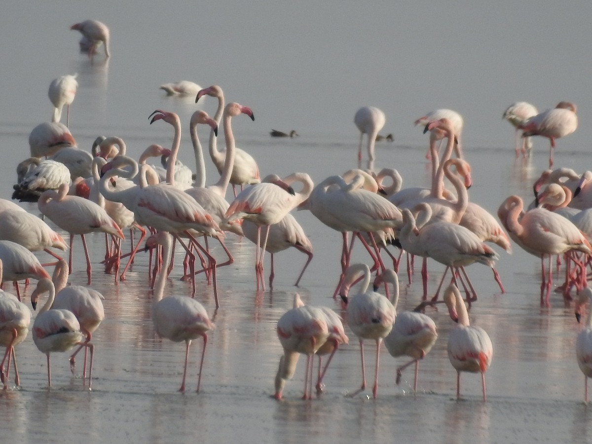 Greater Flamingo - Keramat Hafezi
