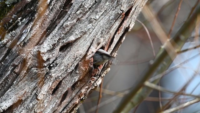 Brown-headed Nuthatch - ML318839861