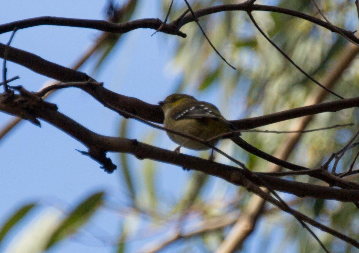 Forty-spotted Pardalote - ML318849941