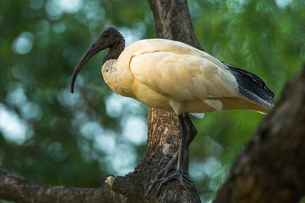 ibis australský - ML318856941