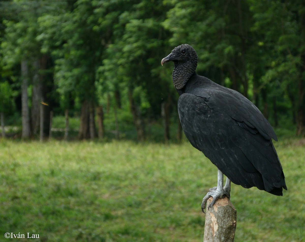 Black Vulture - ML31885841