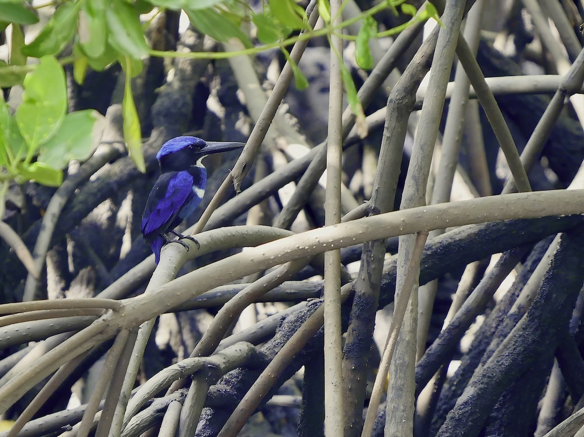 Blue-black Kingfisher - ML318858451