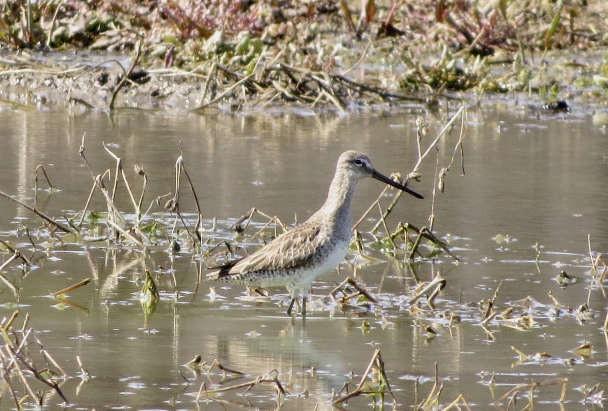 Long-billed Dowitcher - ML318860071