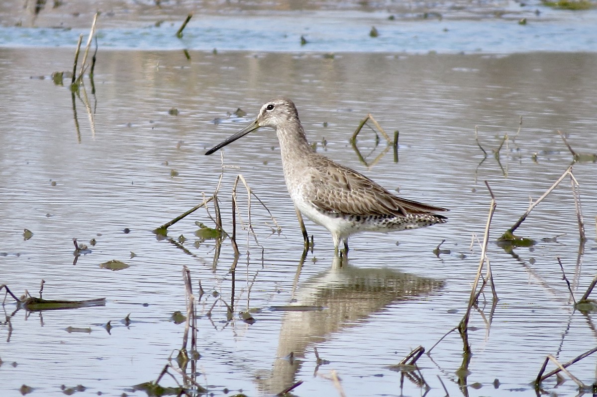 Long-billed Dowitcher - ML318860081