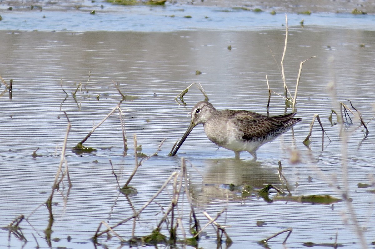 Long-billed Dowitcher - ML318860091