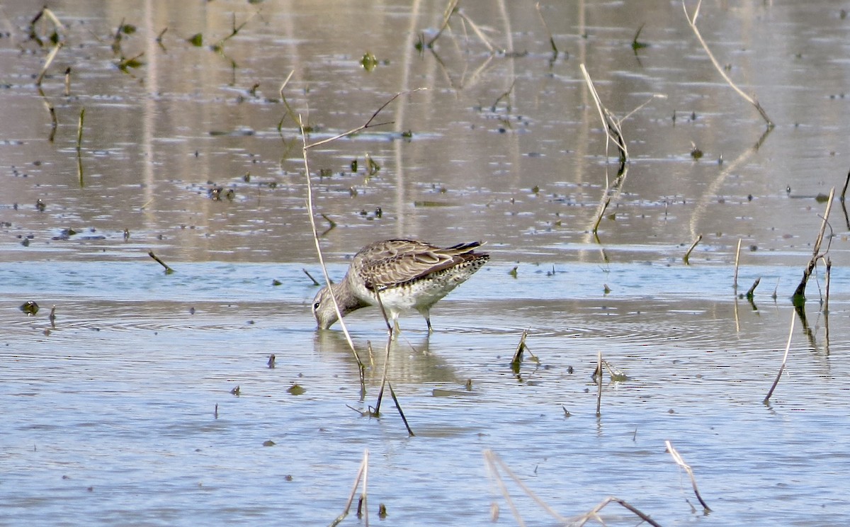 Long-billed Dowitcher - ML318860101