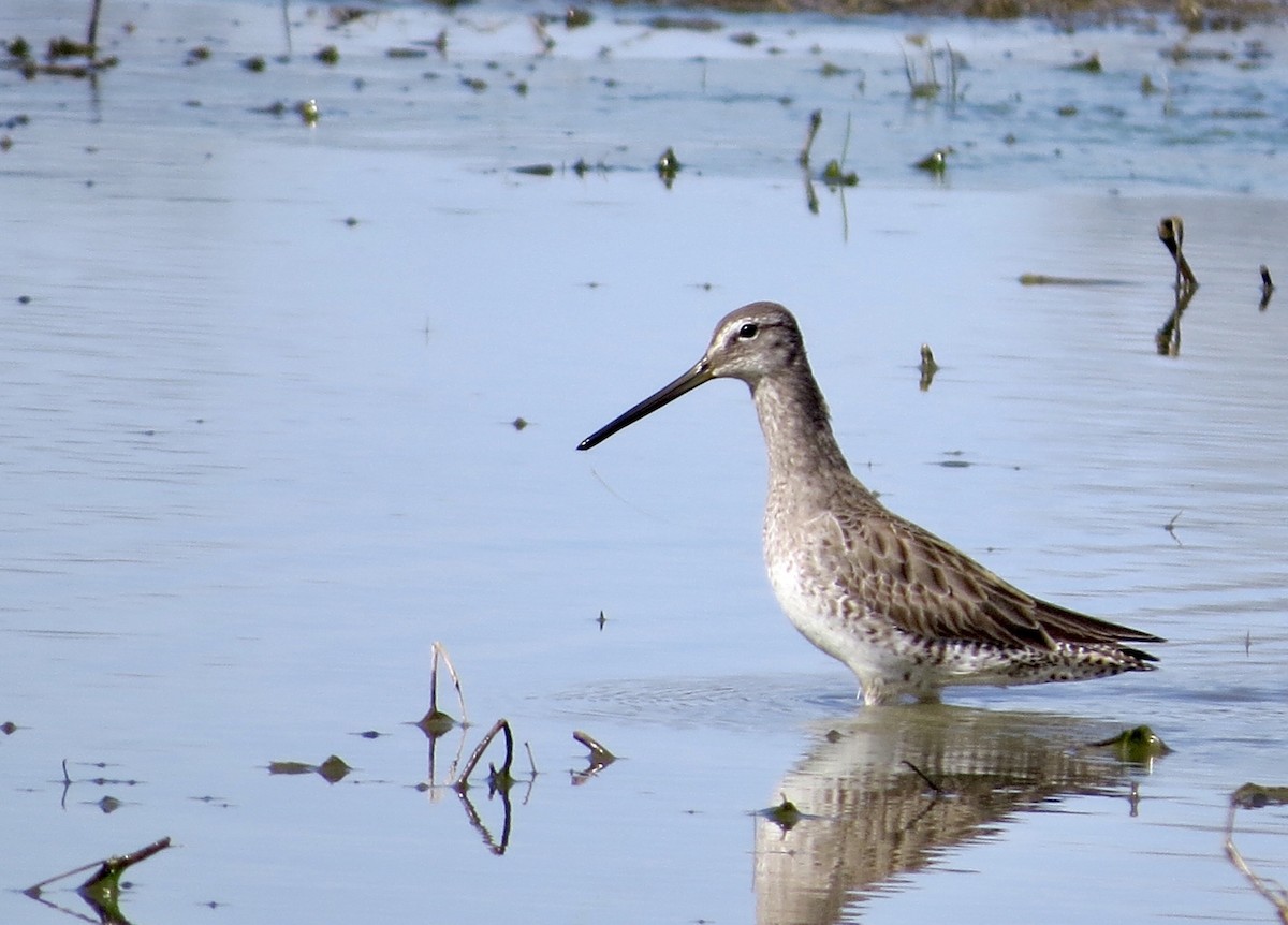 Long-billed Dowitcher - ML318860111
