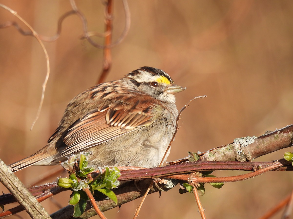 White-throated Sparrow - ML318862801