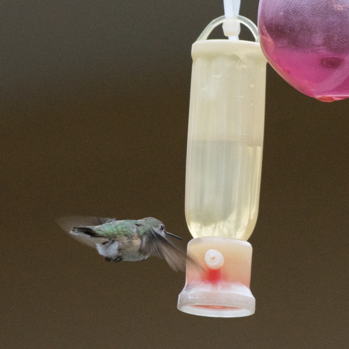 Calliope Hummingbird - ML318868601
