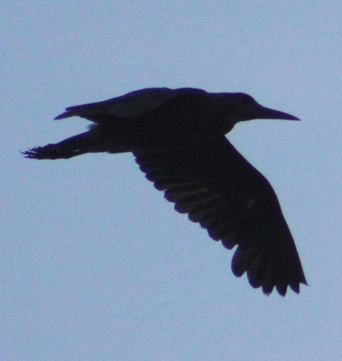 Black-crowned Night Heron - Judith Davis
