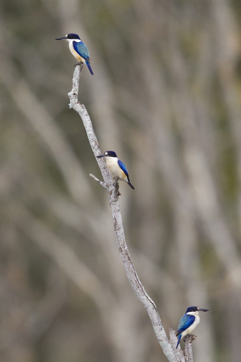 Forest Kingfisher - ML31887321