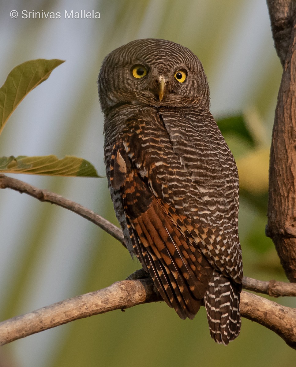 Jungle Owlet - Srinivas Mallela