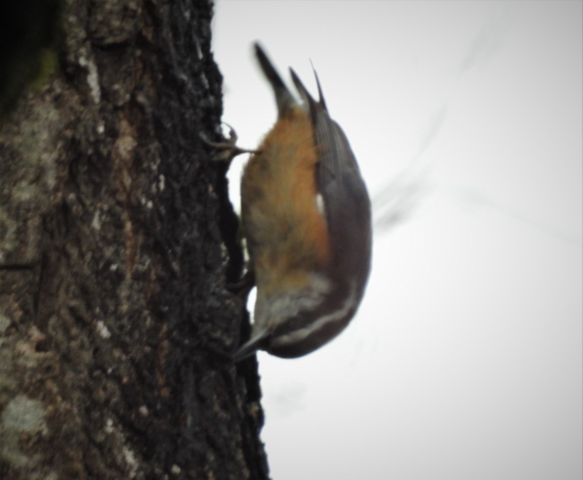 Red-breasted Nuthatch - ML318874351