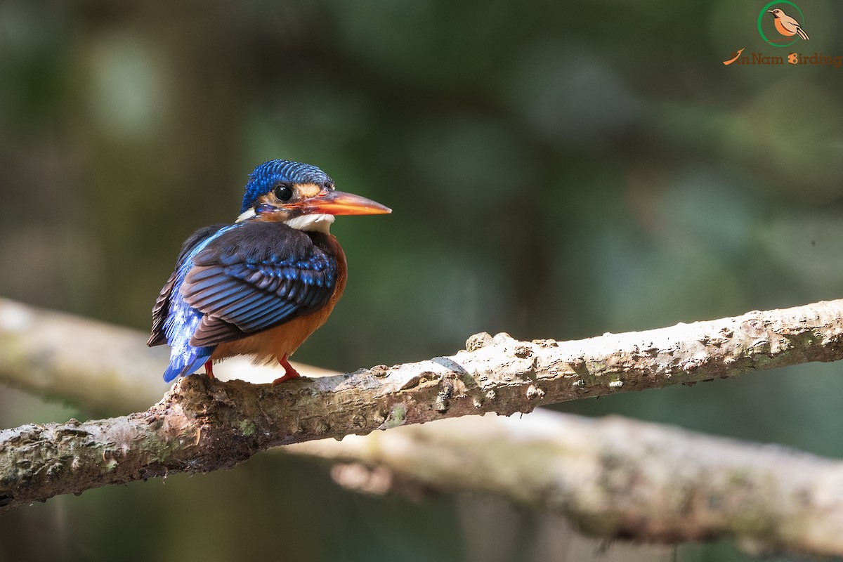 Blue-eared Kingfisher - ML318878291