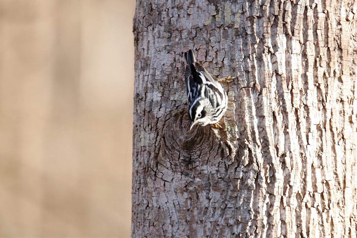 Black-and-white Warbler - Mary Erickson