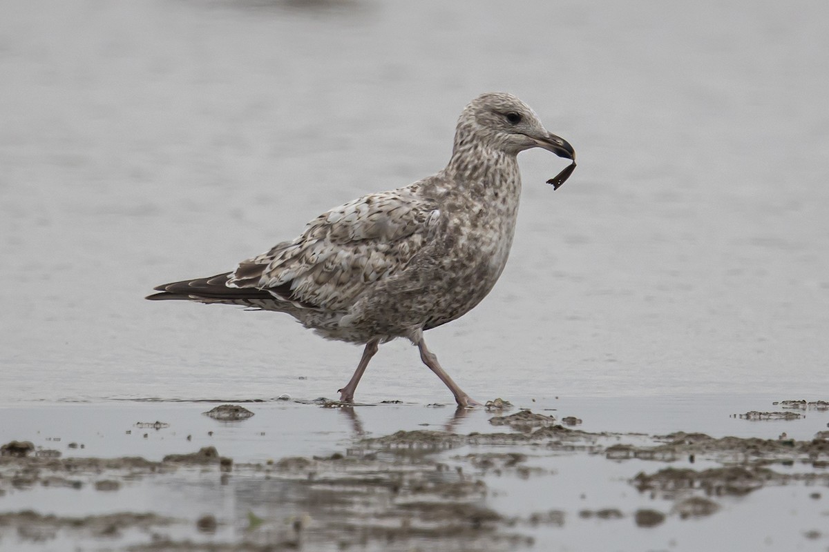 ML318885611 Herring Gull (Vega) Macaulay Library