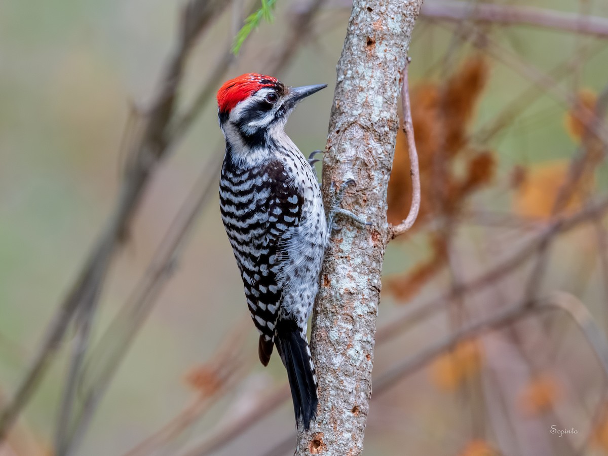 Ladder-backed Woodpecker - Shailesh Pinto