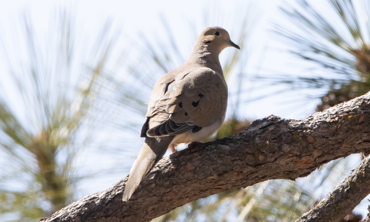 Mourning Dove - Liam Huber