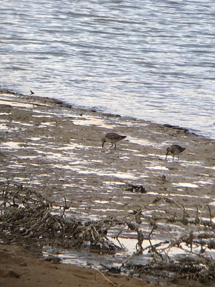 Long-billed Dowitcher - ML318891161