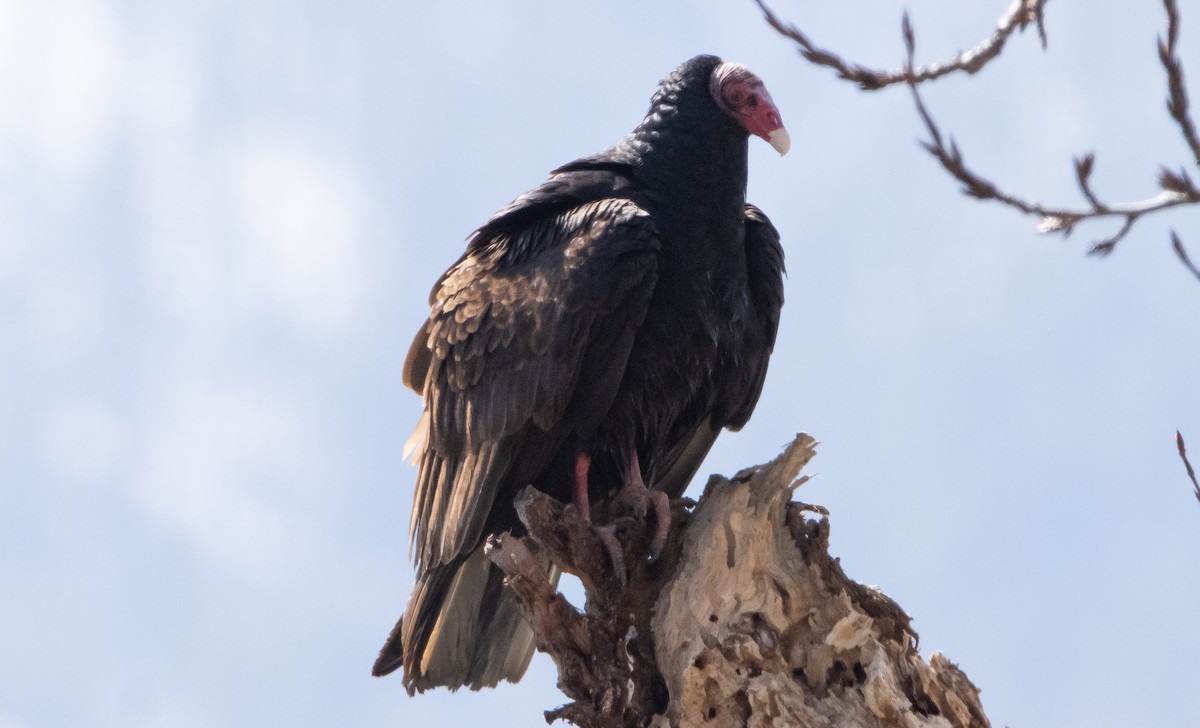 Turkey Vulture - ML318891231