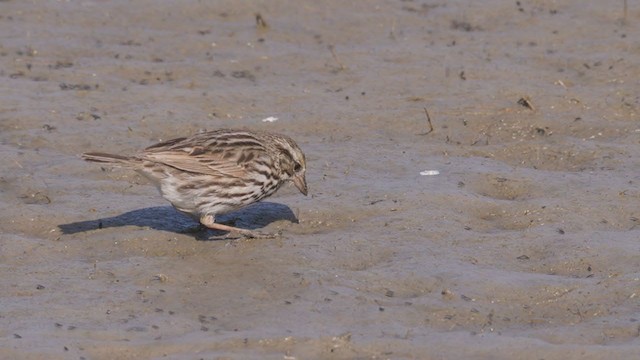 Savannah Sparrow (Belding's) - ML318891931