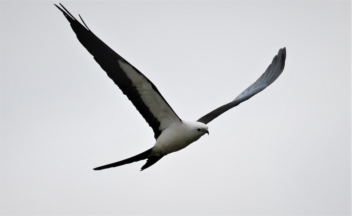 Swallow-tailed Kite - ML318895361