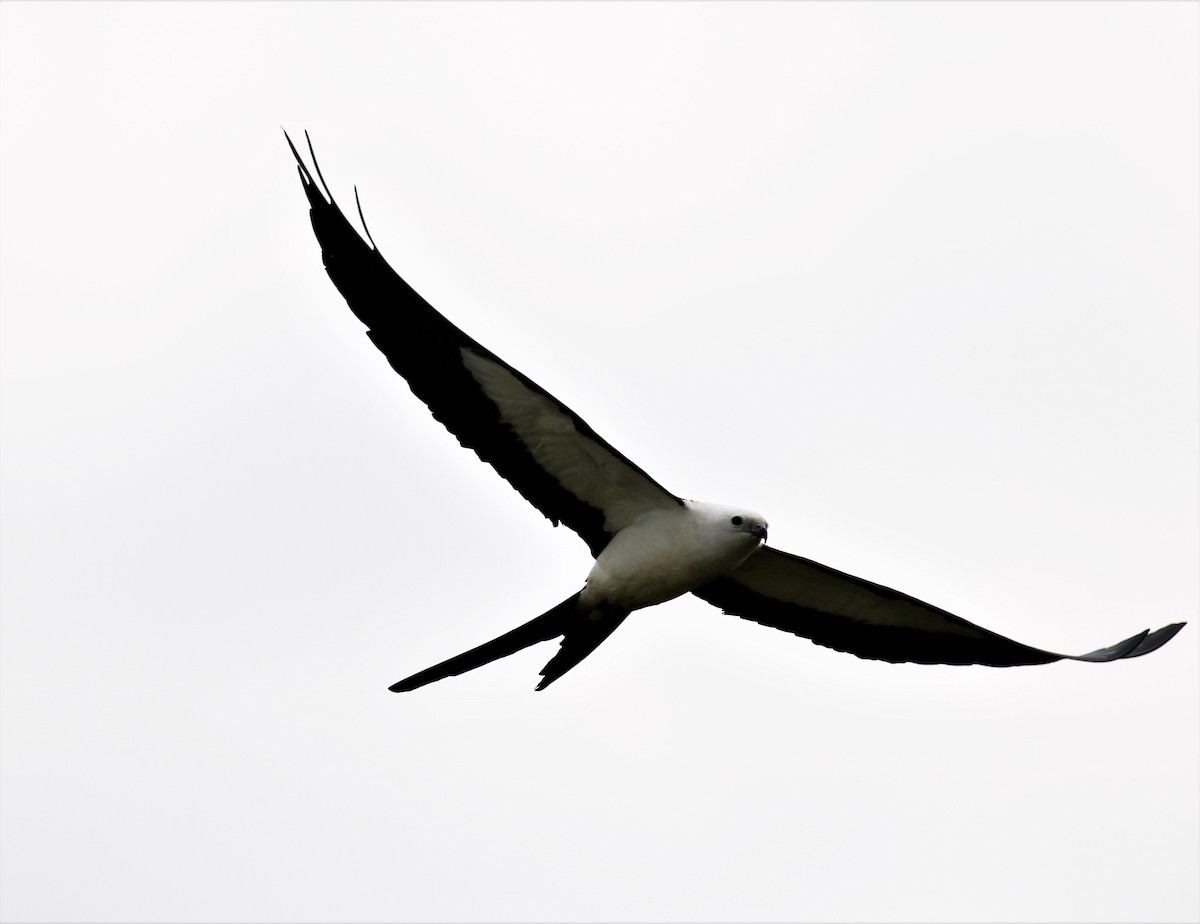 Swallow-tailed Kite - ML318895401