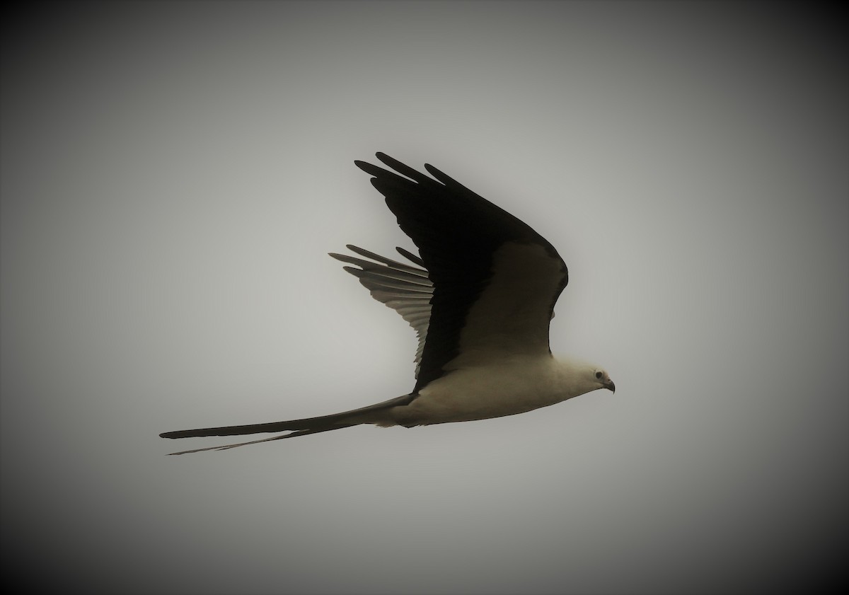 Swallow-tailed Kite - ML318896291