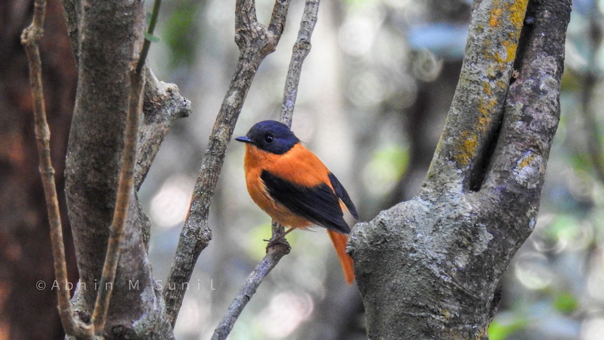 Black-and-orange Flycatcher - Abhin M Sunil