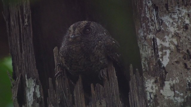 Wallace's Owlet-nightjar - ML318897751