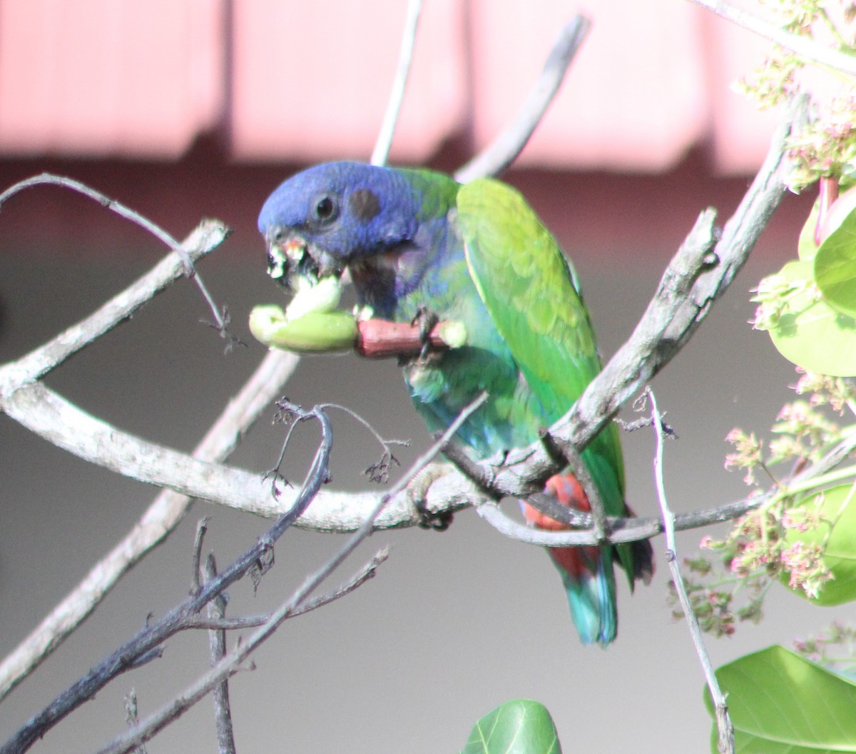 Blue-headed Parrot - xixa_ black