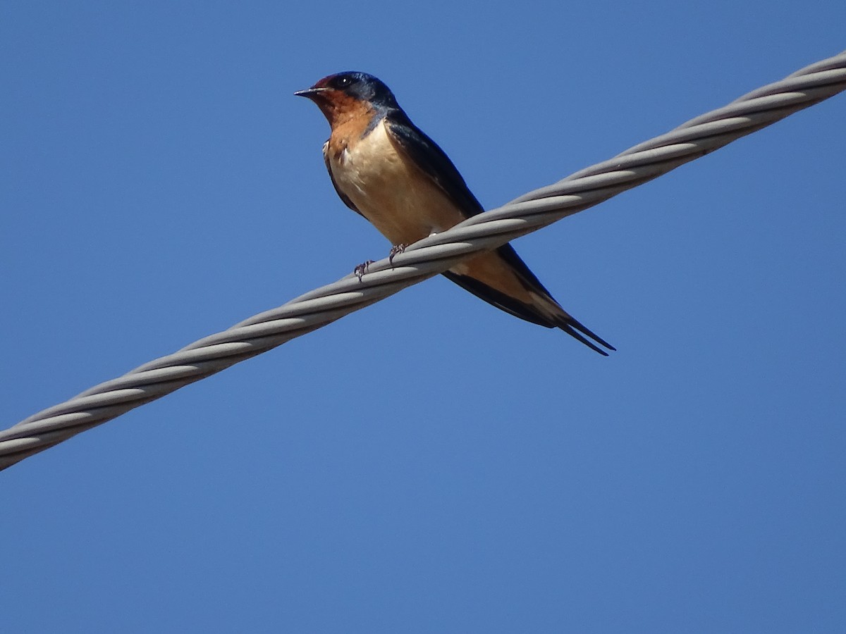 Barn Swallow - Bill  Lapp