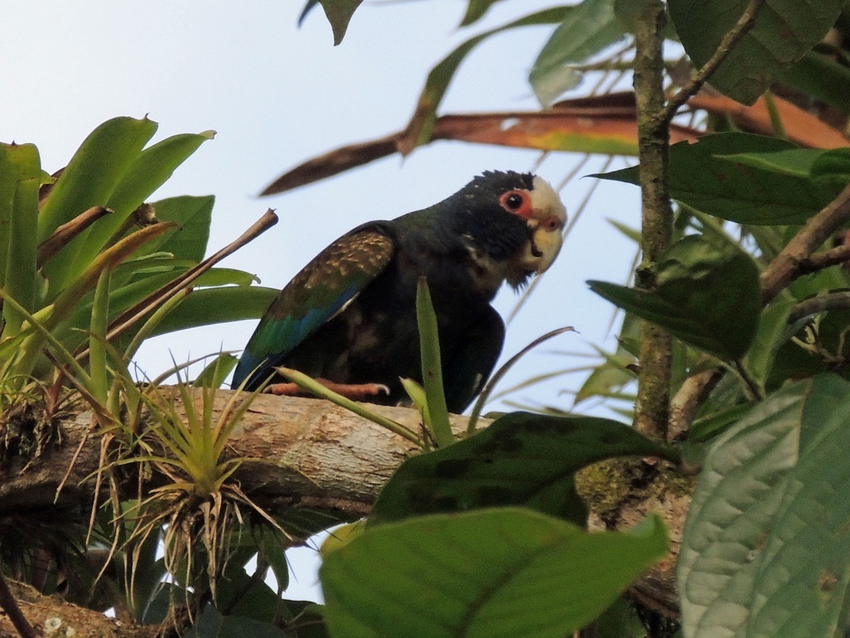 White-crowned Parrot - ML31890581