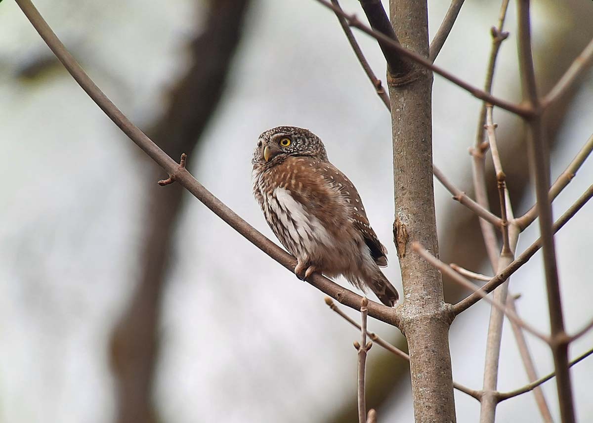 Eurasian Pygmy-Owl - ML318907631