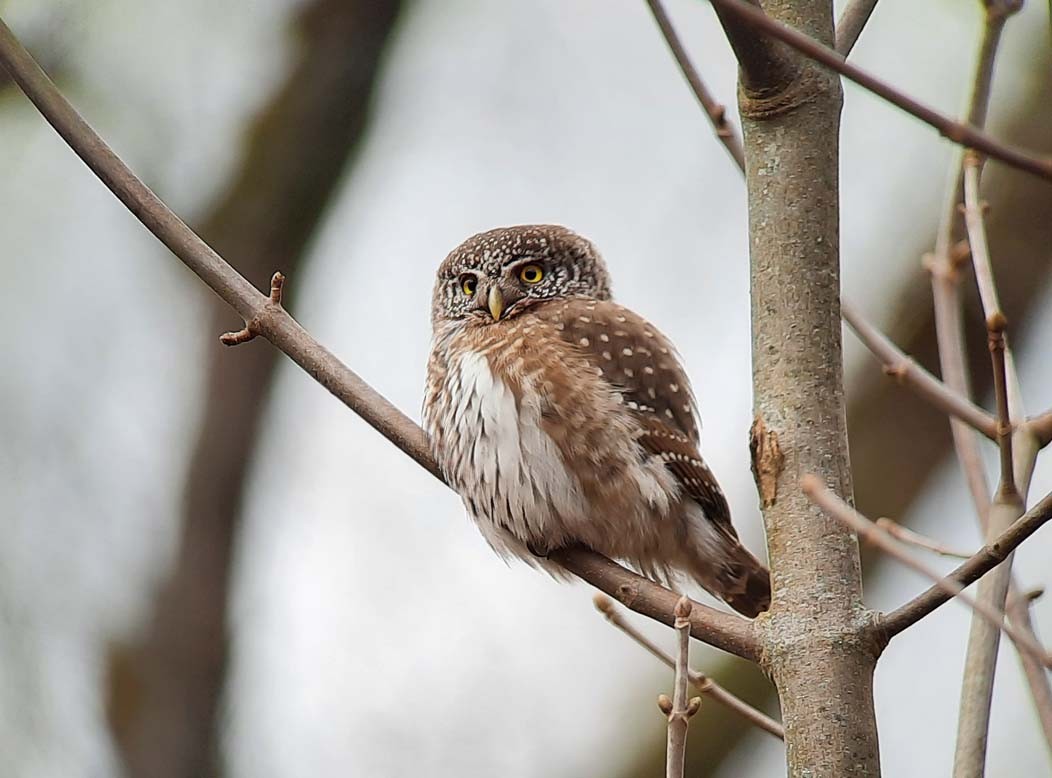 Eurasian Pygmy-Owl - ML318907751