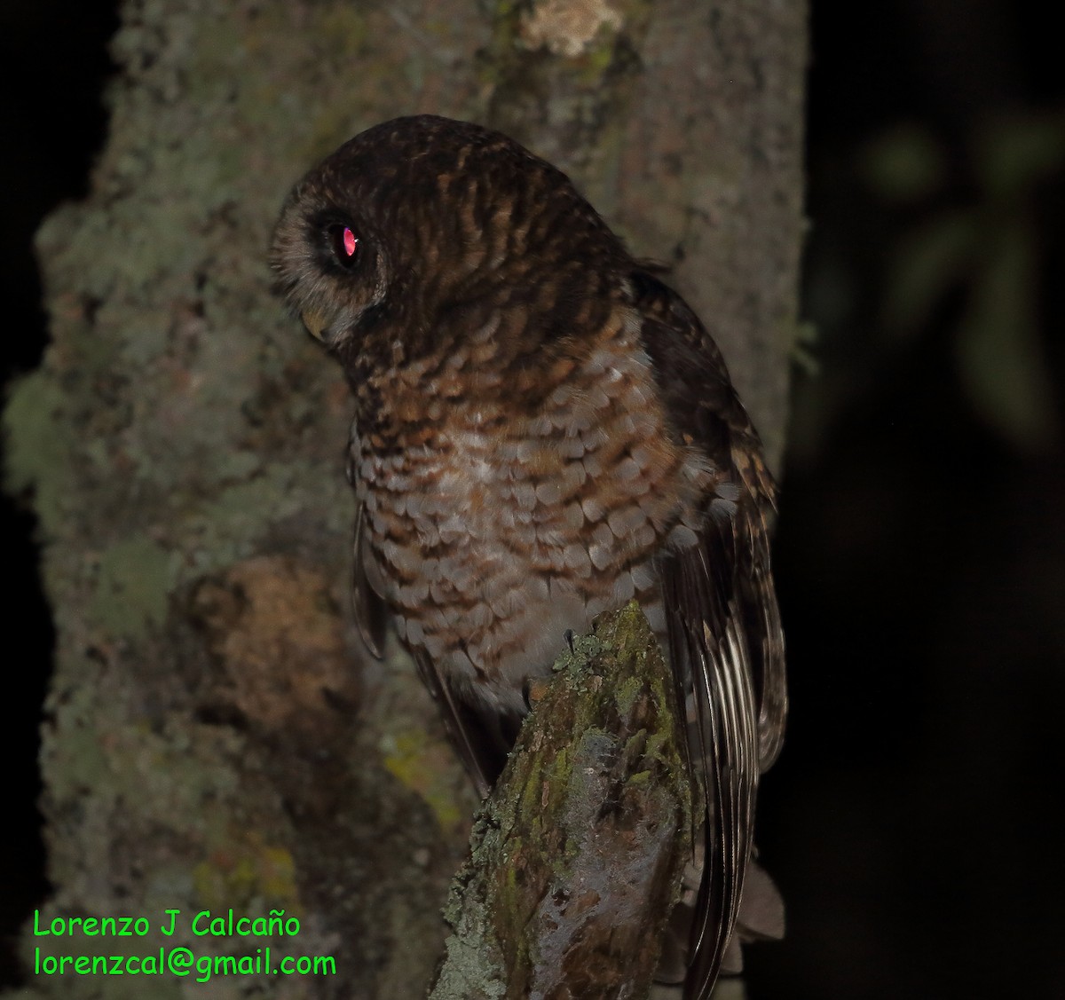 Rufous-banded Owl - ML318911311