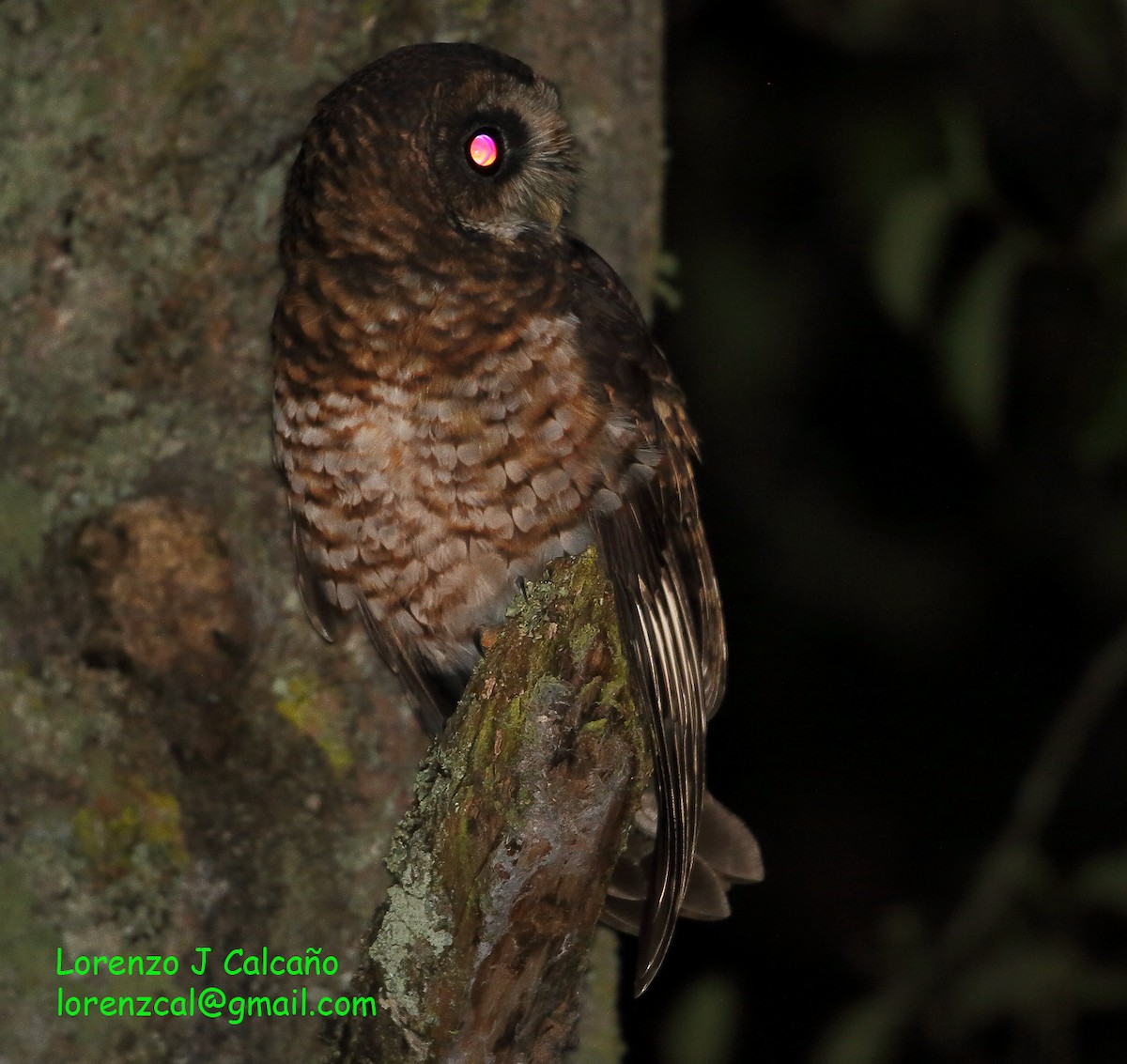 Rufous-banded Owl - ML318911331