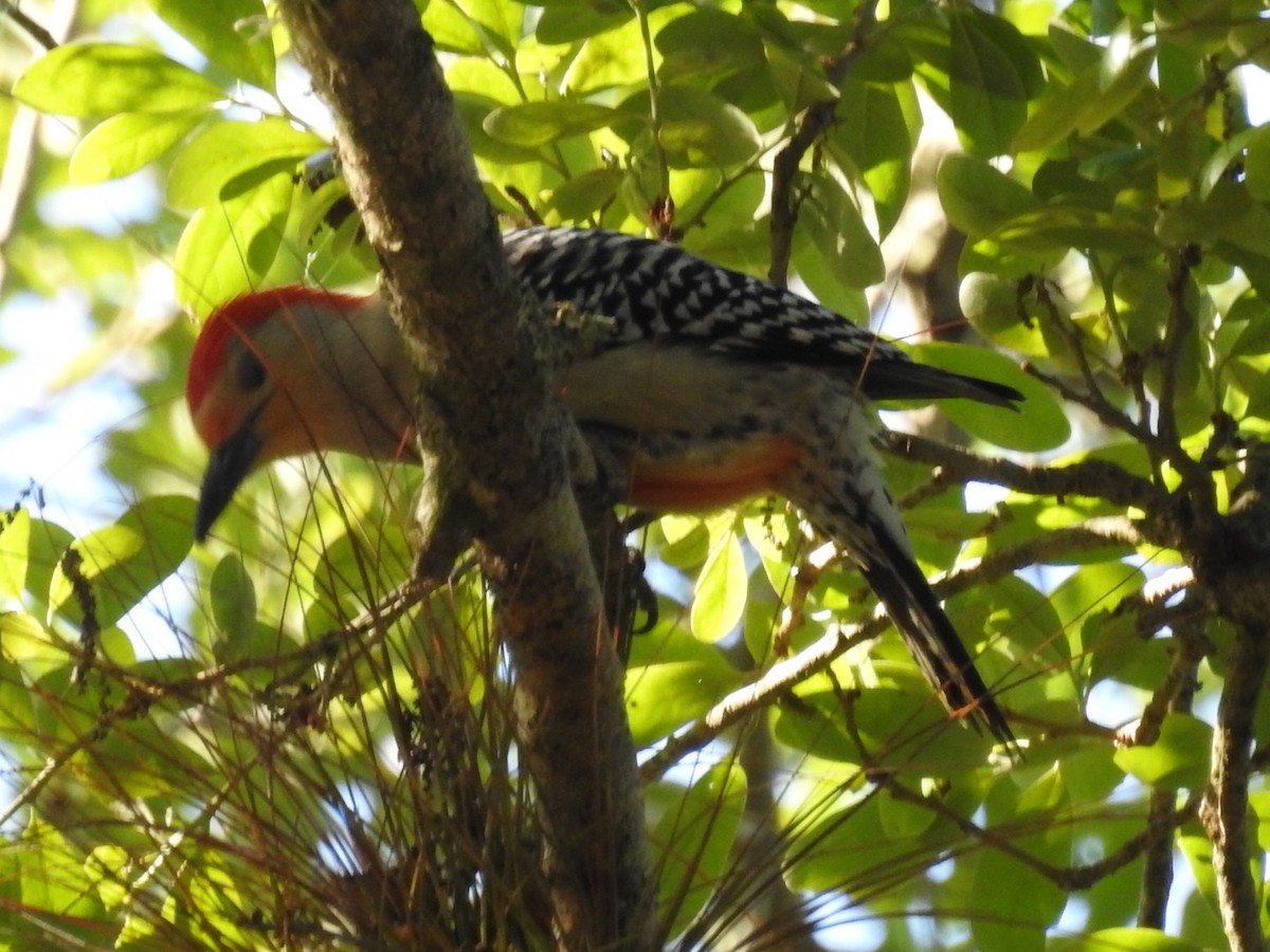 Red-bellied Woodpecker - ML318911601