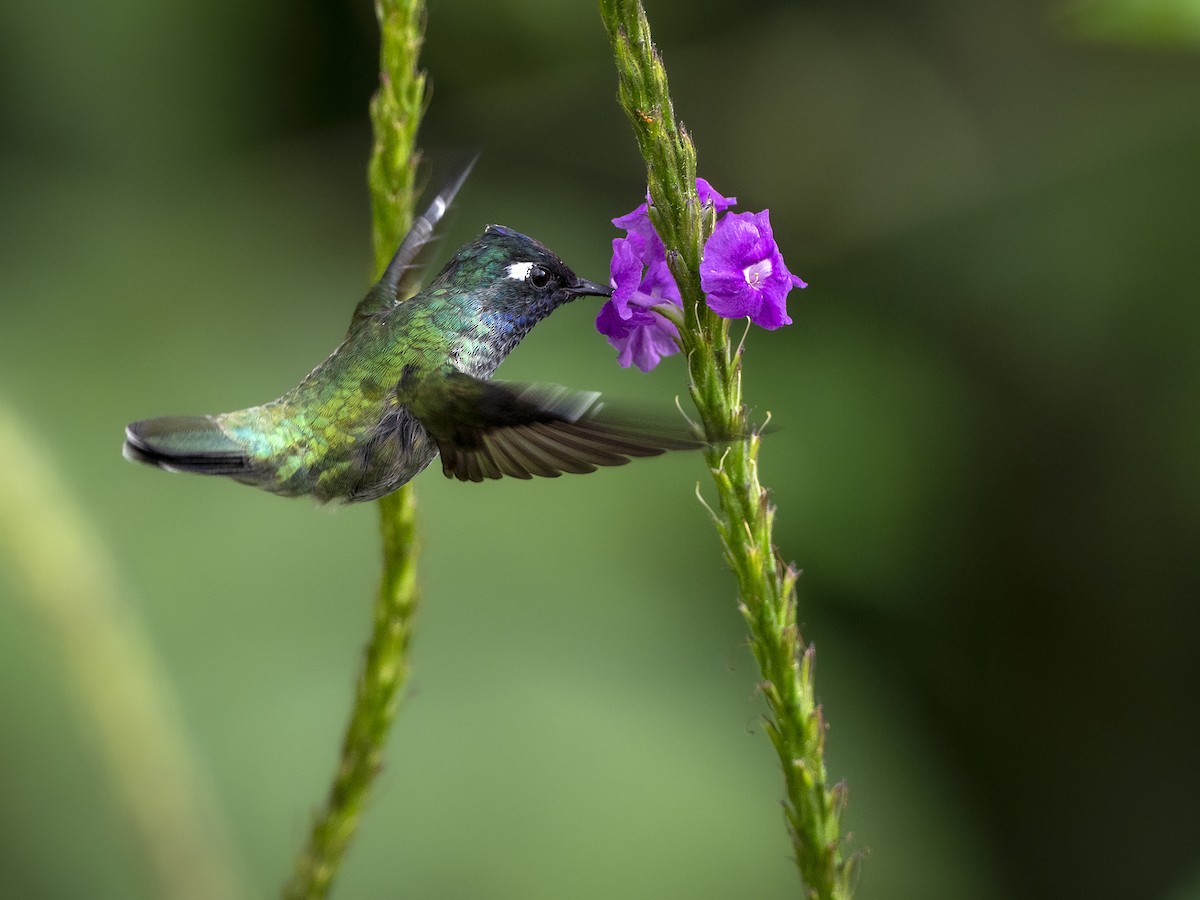 Violet-headed Hummingbird - ML318913121