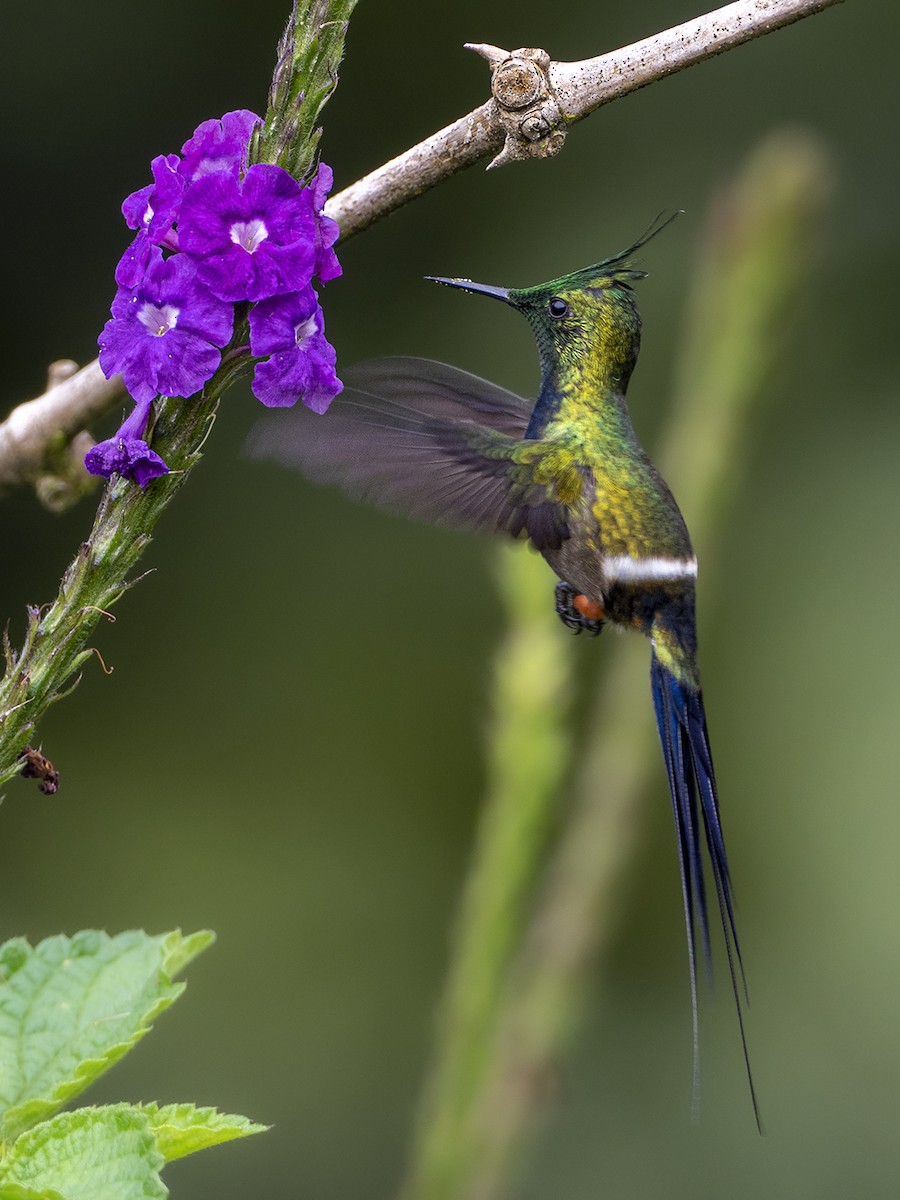 Wire-crested Thorntail - ML318913311