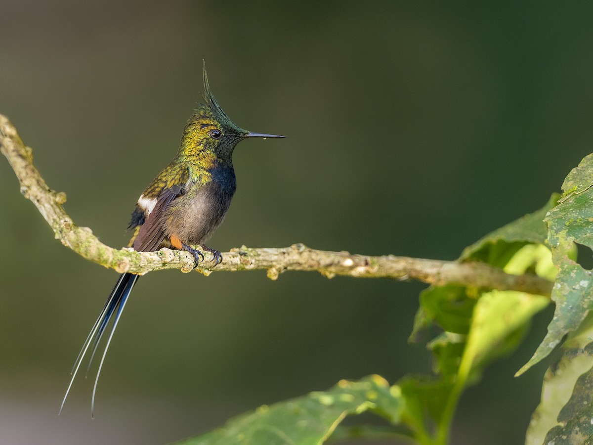 Wire-crested Thorntail - Andres Vasquez Noboa