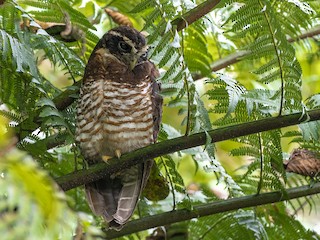  - Band-bellied Owl